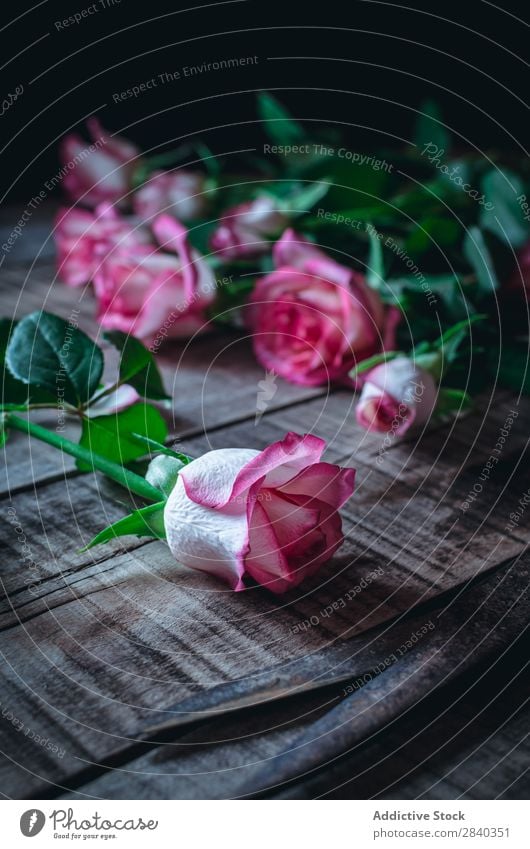 Nahaufnahme von zartrosa Rosen schön Blume Natur Schere Liebe Beautyfotografie Farbe Blütenblatt weiß Romantik Valentinsgruß Pflanze geblümt grün romantisch
