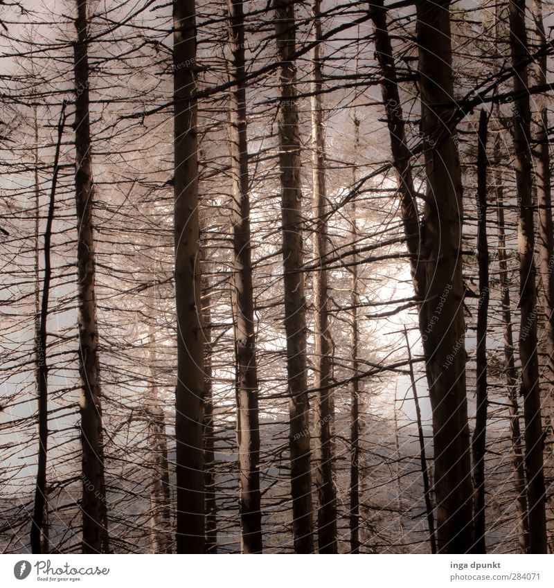 Fichtenforst Umwelt Natur Pflanze Baum Wald Harz Fichtenwald Menschenleer dunkel trist Monokultur Nadelbaum unheimlich Farbfoto Außenaufnahme Tag Schatten