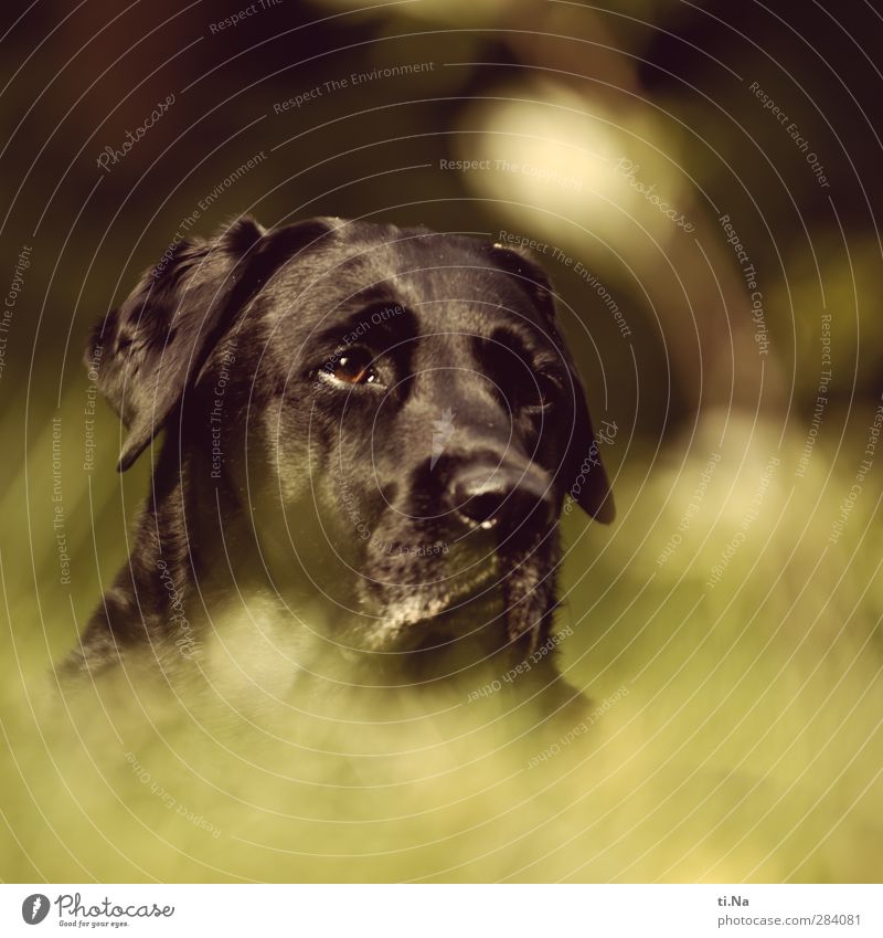 weiblich | Labbihündin Garten Wiese Haustier Hund Tiergesicht Labrador beobachten Erholung liegen warten frei Freundlichkeit feminin gelb grün schwarz Vertrauen
