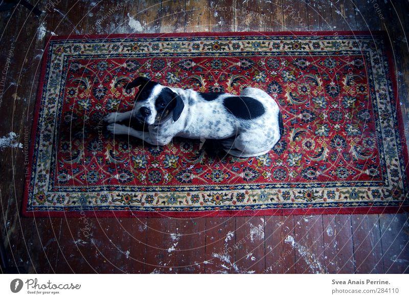 Teppich Liebe. Holzfußboden Holzbrett Tier Hund 1 liegen dunkel Gefühle Schattenspiel Muster gepunktet dreckig Erwartung Haustier Farbfoto Gedeckte Farben