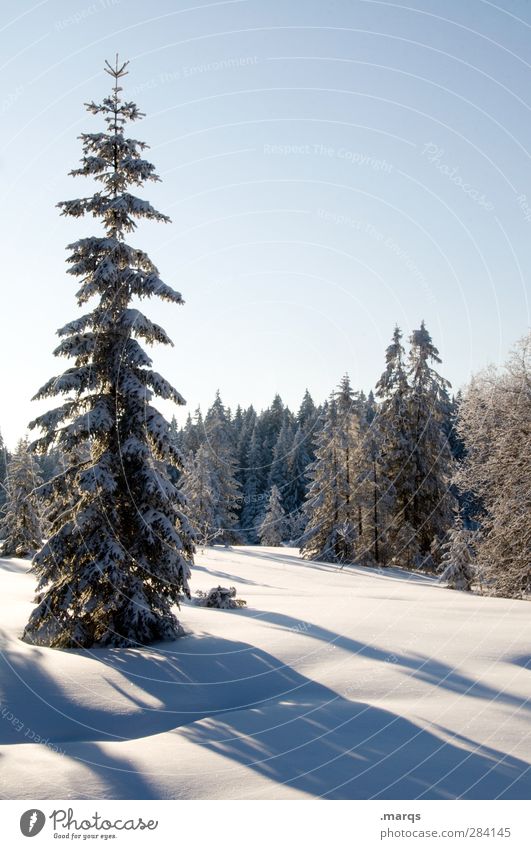 Naturbelassen Landschaft Urelemente Wolkenloser Himmel Winter Schönes Wetter Schnee Baum Nadelbaum Wald schön kalt Farbfoto Außenaufnahme Menschenleer