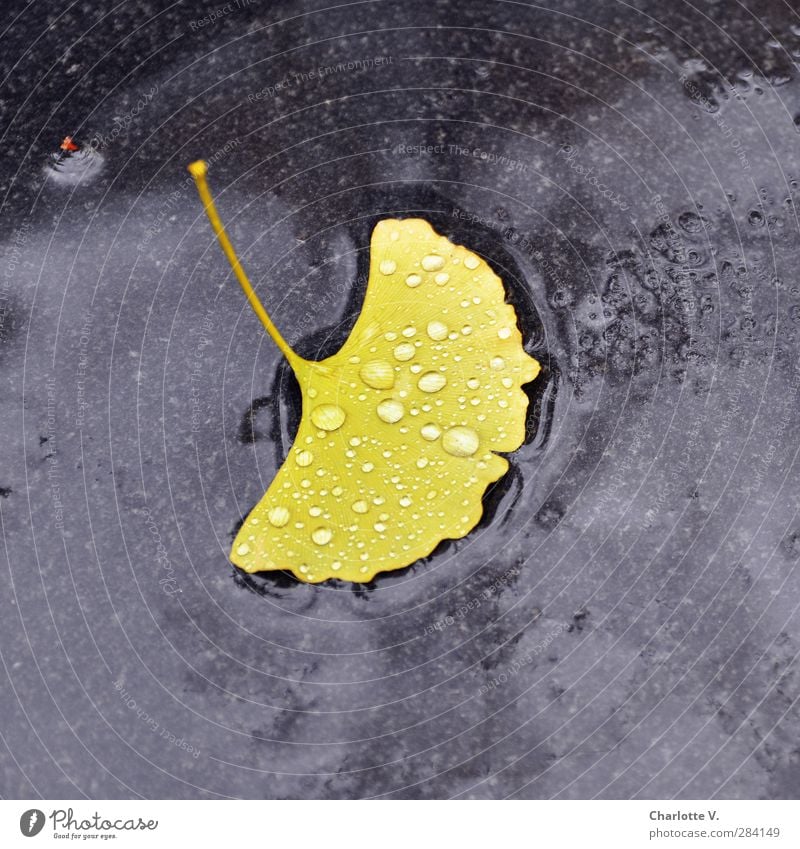 Ginkgo-Blatt Pflanze Herbst schlechtes Wetter Regen Stein Wasser ästhetisch einfach exotisch nass weich gelb schwarz Reinheit Endlichkeit Einsamkeit einzigartig