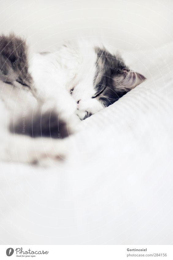 Eingeschlafen. Für immer. Tier Haustier Katze Fell 1 Hauskatze langhaarig Türkisch Angora friedlich Erholung ruhig zart Katzenkopf schön niedlich Liebe
