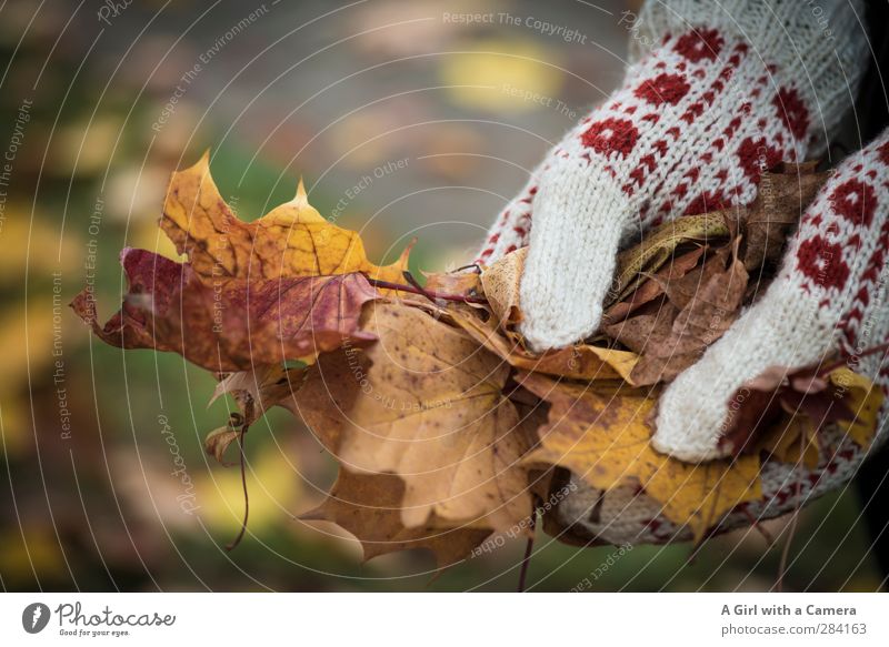 I'm leaving Herbst Blatt Garten Park mehrfarbig Herbstlaub Indian Summer Handschuhe stoppen Gedeckte Farben Außenaufnahme Detailaufnahme Textfreiraum oben Tag