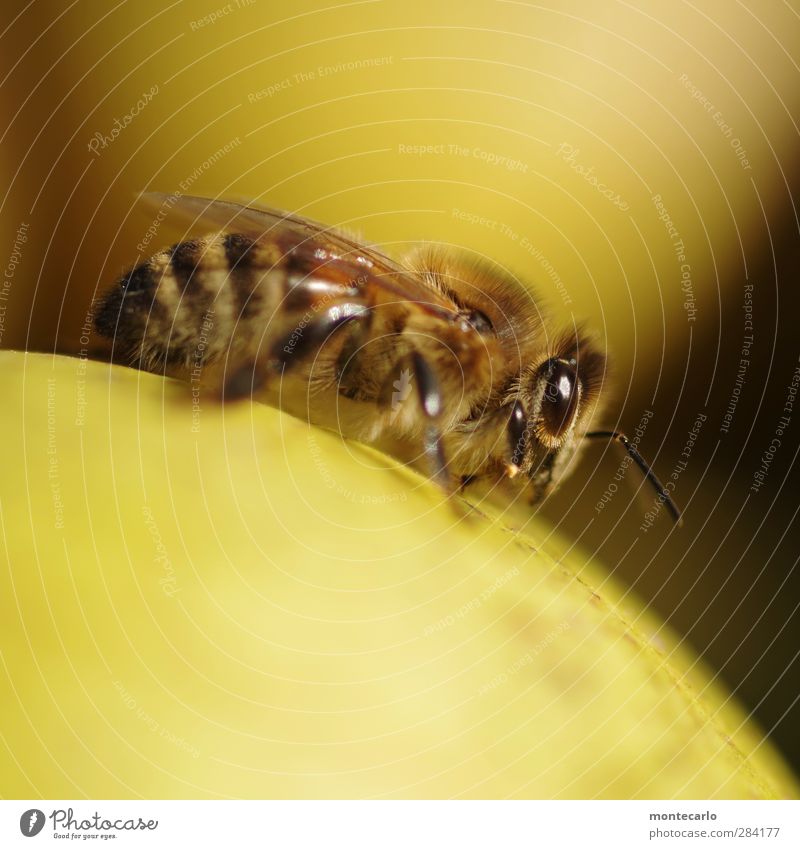 | | | | Tier Nutztier Wildtier Biene 1 dünn authentisch klein nah natürlich klug Geschwindigkeit stachelig feminin wild weich gelb schwarz Tierliebe Leben Natur