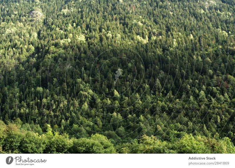 Fotos vom D´Aran Tal in den spanischen Pyrenäen. Abenteuer alpin Altimeter Aran Islands schön katalanisch Katalonien Umwelt Europa Wald grün wandern Landschaft