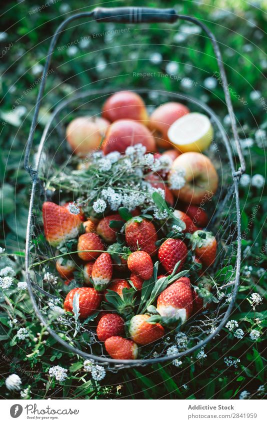 Korb mit Erdbeeren und Äpfeln Apfel Gesundheit Frucht Lebensmittel frisch Gras grün süß organisch Natur Sommer lecker Dessert reif Vegetarische Ernährung Ernte