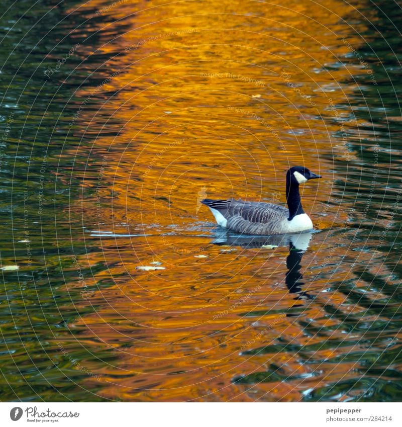 ------!- Wasser Herbst Teich See Tier Wildtier Vogel 1 Bewegung Schwimmen & Baden orange Gans Farbfoto Außenaufnahme Dämmerung Licht Reflexion & Spiegelung