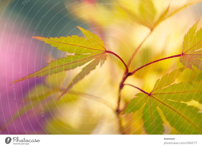 gelbe Spitzen Herbst Pflanze Sträucher Blatt Ahornblatt Ahornzweig Japanischer Ahorn Herbstfärbung herbstlich authentisch natürlich Farbfoto Außenaufnahme