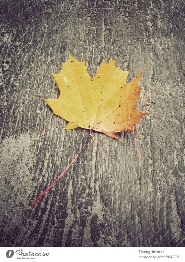 Herbstblatt Blatt Herbstlaub Ahornblatt alt ästhetisch gelb Vergänglichkeit Holzplatte Holzuntergrund Herbstfärbung herbstlich Farbfoto Außenaufnahme