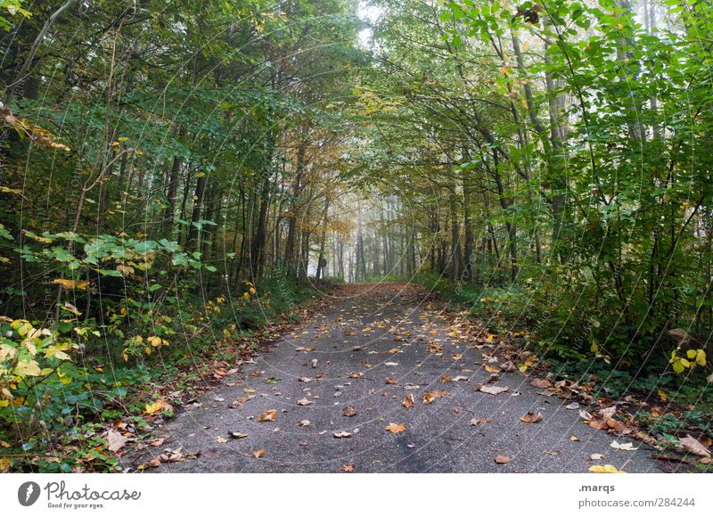 Ausweg Ausflug Umwelt Natur Herbst Klima Nebel Pflanze Baum Blatt Wald Straße Wege & Pfade einfach natürlich Perspektive Farbfoto Außenaufnahme Menschenleer