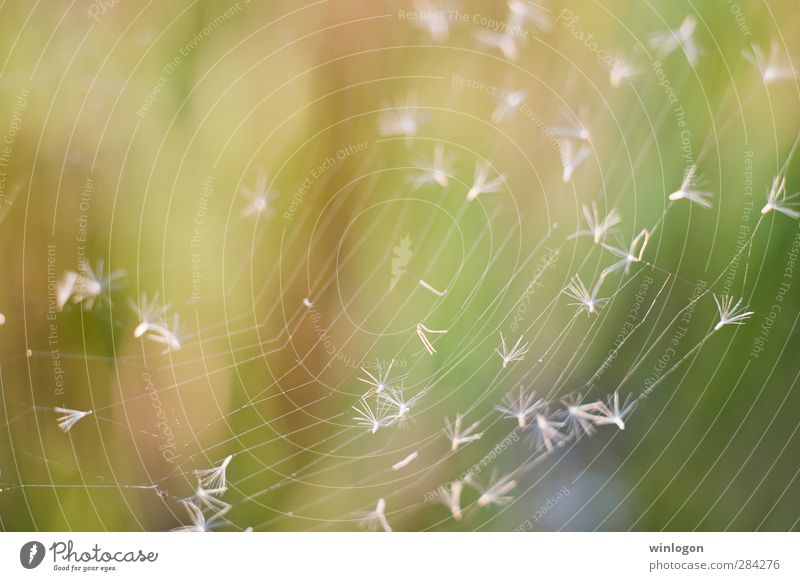 Spinnenweben Wissenschaften Kunst Natur Sommer fangen Gefühle leicht weiß grün gewebt Insekt Kreis rund Wind Unschärfe Makroaufnahme Starke Tiefenschärfe