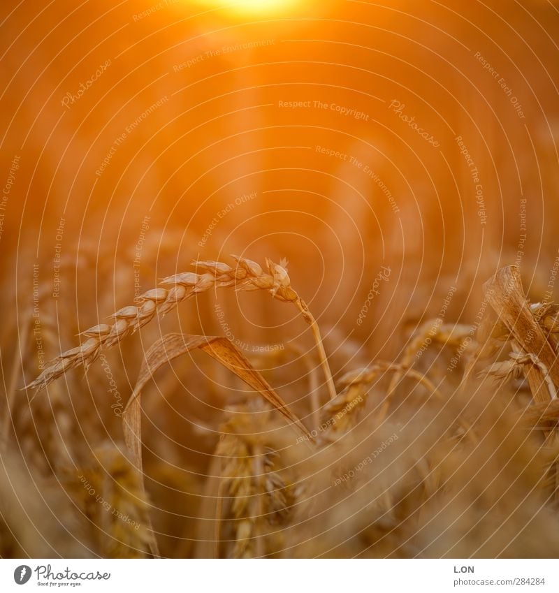 Erntezeit Natur Landschaft Tier Sonnenaufgang Sonnenuntergang Sonnenlicht Sommer Schönes Wetter Pflanze Sträucher Nutzpflanze Weizen Weizenfeld Kornfeld