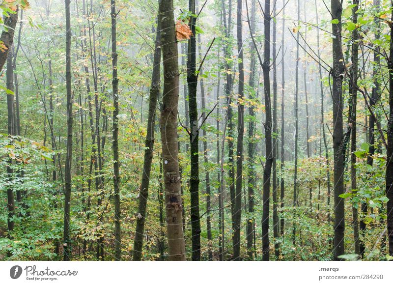 Dickicht Umwelt Natur Luft Herbst Klima Klimawandel Nebel Baum Laubwald Wald kalt nass Biotop Baumstamm Farbfoto Außenaufnahme Menschenleer Morgendämmerung