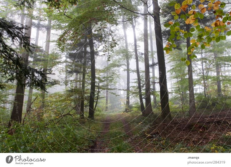Waldspaziergang wandern Umwelt Natur Landschaft Urelemente Herbst Klima Klimawandel Wetter Nebel Pflanze Baum Laubwald Wege & Pfade frisch kalt schön Stimmung