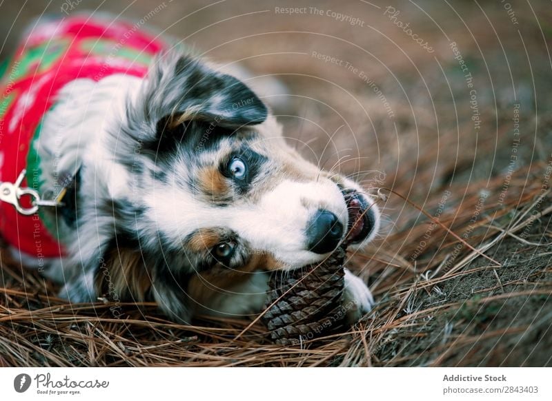 Süßer Hund im Weihnachtspullover beißend Ananas Pullover Weihnachten & Advent Wald angeleint Park schön Freude Beautyfotografie niedlich