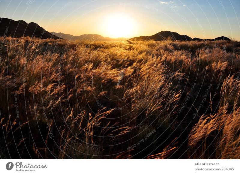 Sonnenuntergang in der Namib Abenteuer Ferne Freiheit Safari Expedition Natur Landschaft Sonnenaufgang Sonnenlicht Schönes Wetter Gras Wüste Grasebene Namibia