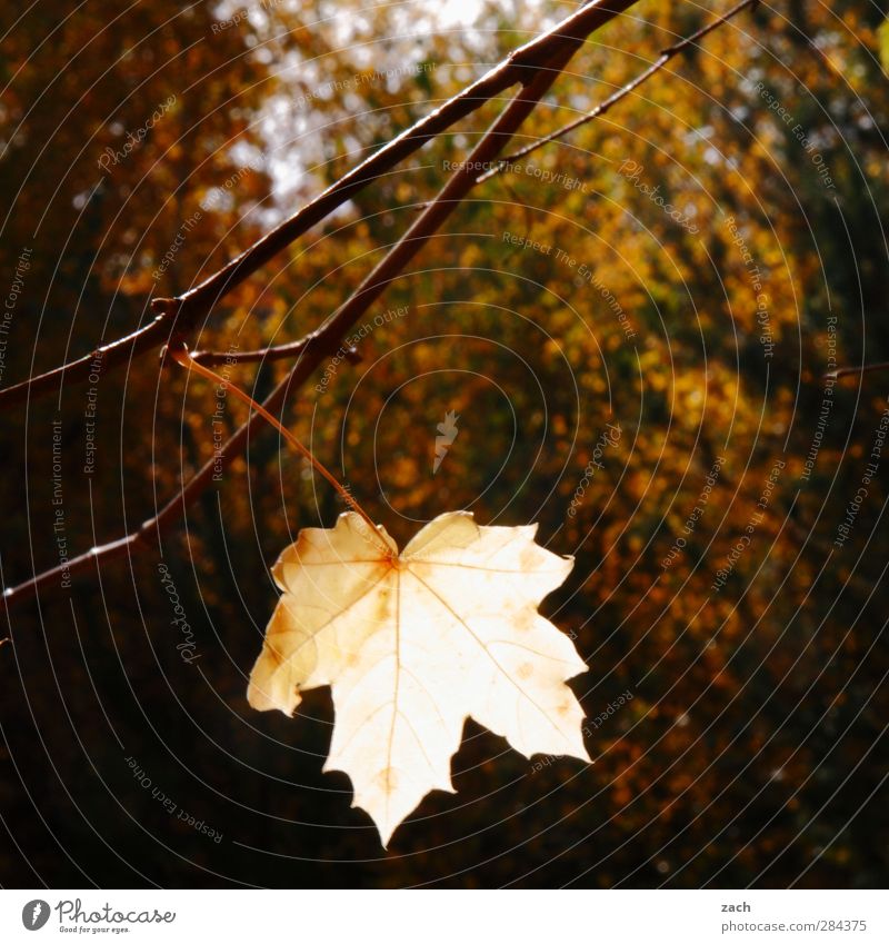 Mit letzter Kraft Herbst Pflanze Blatt Laubbaum Ast Zweig Wald Holz verblüht braun Traurigkeit Verfall Vergänglichkeit Ahorn Ahornblatt Gedeckte Farben