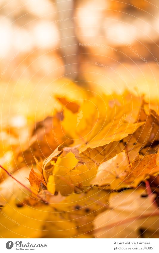 beauty in dying Natur Pflanze Herbst Schönes Wetter Blatt trocken gold Herbstlaub Haufen Ahorn Tod Farbfoto mehrfarbig Außenaufnahme Nahaufnahme