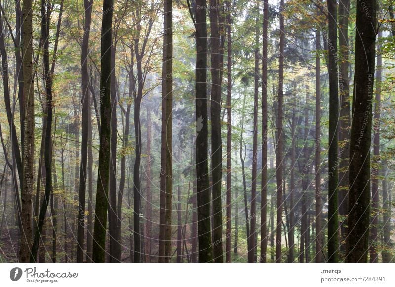 Alle wollen zurück zur Natur, aber keiner zu Fuß Ausflug Umwelt Sommer Herbst Klima Klimawandel Pflanze Baum Baumstamm Wald Urwald dunkel schön Stimmung