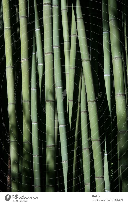 Bambus-Wald Natur Pflanze Nutzpflanze exotisch stark grün Stengel Bambusrohr elastisch Stabilität Bambuswald Urwald Asien Farbfoto Gedeckte Farben Außenaufnahme
