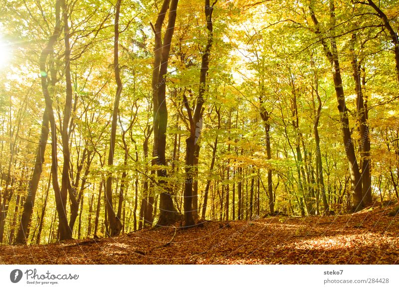 Blattwechsel Herbst Baum Wald hell Wärme braun gelb gold Natur Wandel & Veränderung Buchenwald Laubwald Blätterdach Farbfoto Außenaufnahme Menschenleer Tag