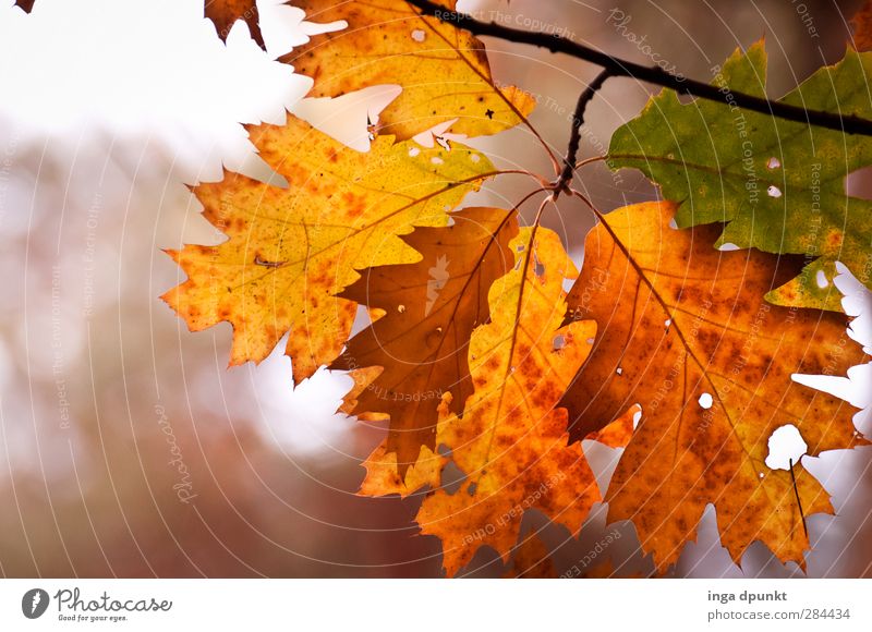 Eichenfarben Umwelt Natur Pflanze Baum Blatt Herbstlaub herbstlich Herbstfärbung Ast Zweig alt schön mehrfarbig Wald Jahreszeiten Vergänglichkeit Farbfoto