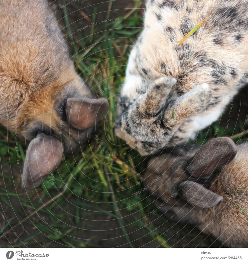 Stammtisch Gras Tier Nutztier Hase & Kaninchen 3 Tiergruppe Ohr Fell Fellfarbe Fressen hocken sitzen Zusammensein einzigartig Zufriedenheit Vertrauen