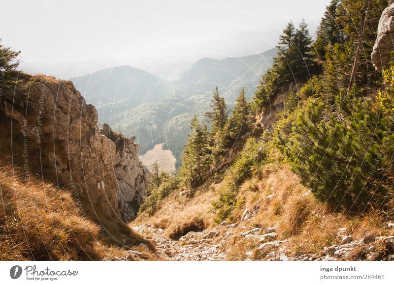Wildnis Umwelt Natur Landschaft Pflanze Schönes Wetter Sträucher Wildpflanze Wald Berge u. Gebirge Karpaten Rumänien Siebenbürgen natürlich Abenteuer Erholung