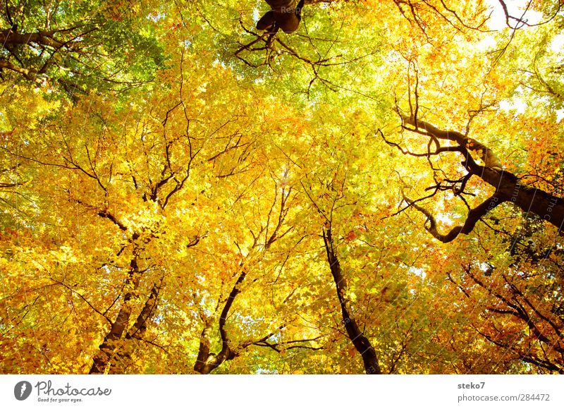 Herbsthimmel Natur Buchenwald Wald hoch oben Wärme gelb gold grün Erholung Vergänglichkeit Wandel & Veränderung Blatt Blätterdach Farbfoto Außenaufnahme