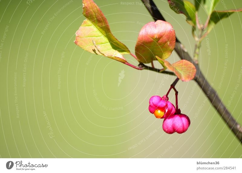 Zu Risiken und Nebenwirkungen ... Natur Pflanze Herbst Schönes Wetter Sträucher Blatt Blüte Wildpflanze Pfaffenhütchen Garten Blühend leuchten Wachstum frisch