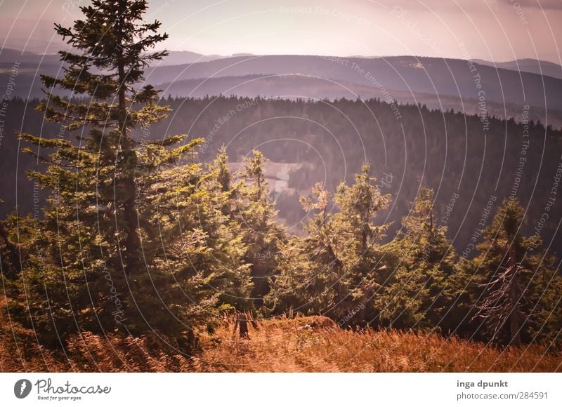 Sichtweite Umwelt Natur Landschaft Baum Wald Hügel Berge u. Gebirge Rumänien Siebenbürgen Ferne Aussicht Farbfoto Außenaufnahme Menschenleer Tag Licht
