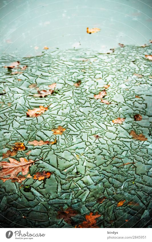 Kältekunst Natur Urelemente Wasser Winter Klimawandel Eis Frost Blatt Herbstlaub Seeufer Teich Ornament Linie frieren ästhetisch authentisch außergewöhnlich