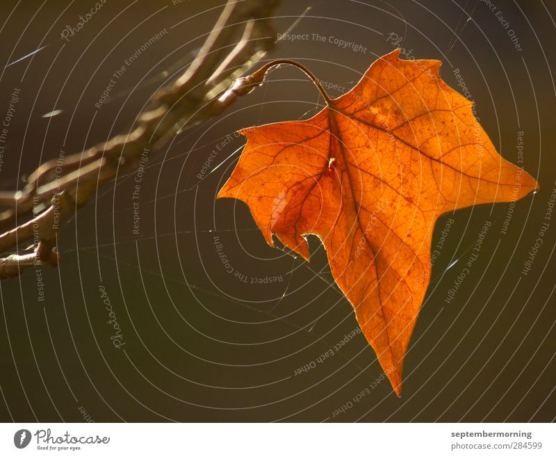 Herbstinspiration Natur Blatt orange Vergänglichkeit Farbfoto Außenaufnahme Menschenleer Tag