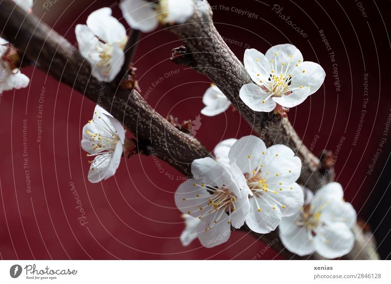 Zweige mit Pfirsichblüten Frühling Baum Blüte Ast Blühend weich braun gelb rot weiß ruhig Wellness zart zierlich Rosaceae Farbfoto Studioaufnahme Nahaufnahme