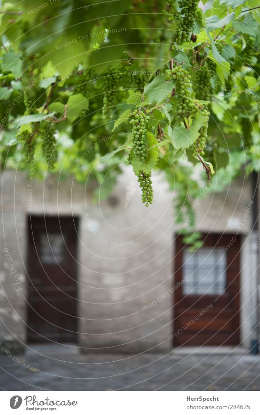 Winzer-Wohnung Pflanze Blatt Grünpflanze Nutzpflanze Dorf Haus Fassade Fenster Stein Holz grün Eingangstür Weintrauben Loggia hängen Italien Idylle südländisch