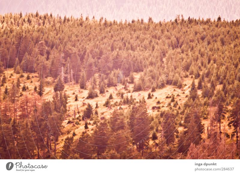 Waldsicht Umwelt Natur Landschaft Pflanze Baum Berge u. Gebirge Siebenbürgen Rumänien Karpaten natürlich Umweltschutz Ferne Herbst herbstlich Farbfoto