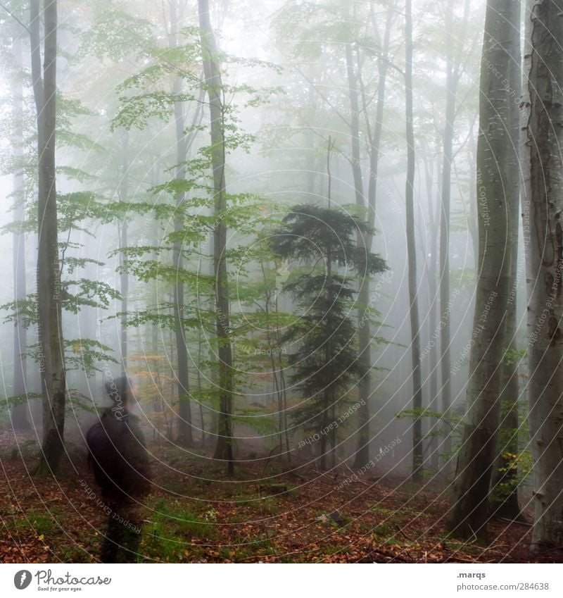 Waldgeist Ausflug Mensch maskulin 1 Umwelt Natur Herbst Klima Klimawandel Nebel Laubwald dunkel kalt Gefühle Stimmung Vergangenheit Zukunft Farbfoto