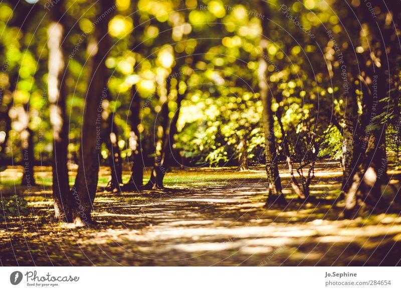 woods Wege & Pfade Spazierweg Wald Park Erholung Schönes Wetter Grünfläche Natur Baum grün Herbst Jahreszeiten Licht und Schatten Sonnenlicht Umwelt lensbaby