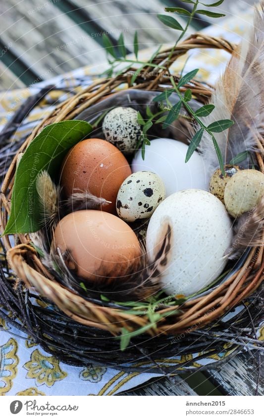 Ostern ist nicht mehr weit... Natur Ei Feste & Feiern Jahreszeiten Haushuhn Nest braun weiß grün Leben Gesunde Ernährung Speise Essen Essen zubereiten