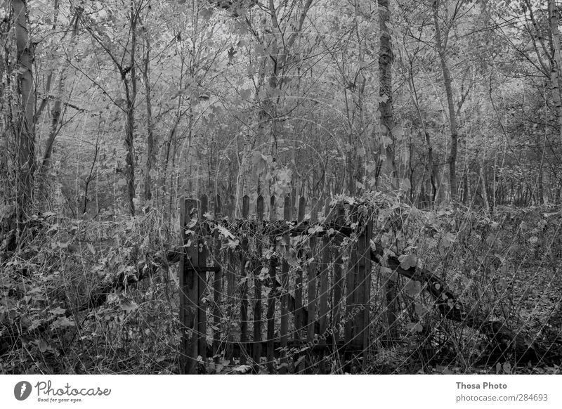 Alter Garten Umwelt Natur Herbst Winter alt eckig Überleben Wald Zaun Holz Brett Rankeln pflanzen Schloss geschlossen Schwarzweißfoto Zentralperspektive