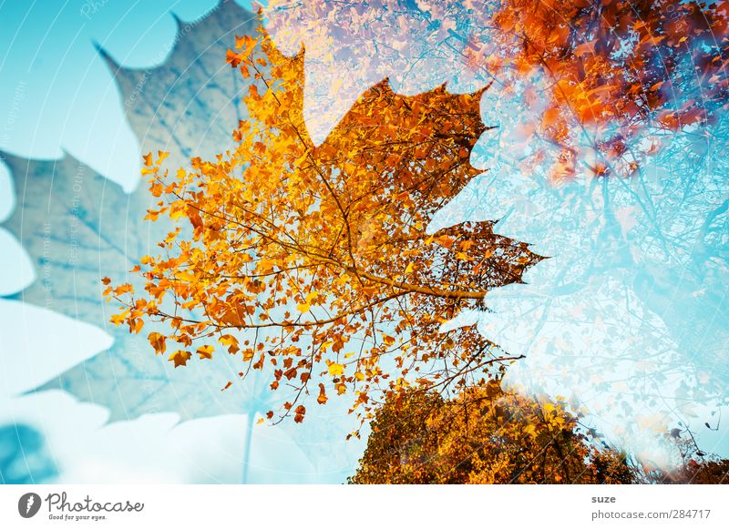 Herbstlied Umwelt Natur Pflanze Wetter Schönes Wetter Baum Blatt ästhetisch außergewöhnlich nachhaltig blau gelb rot Vergänglichkeit Herbstlaub herbstlich