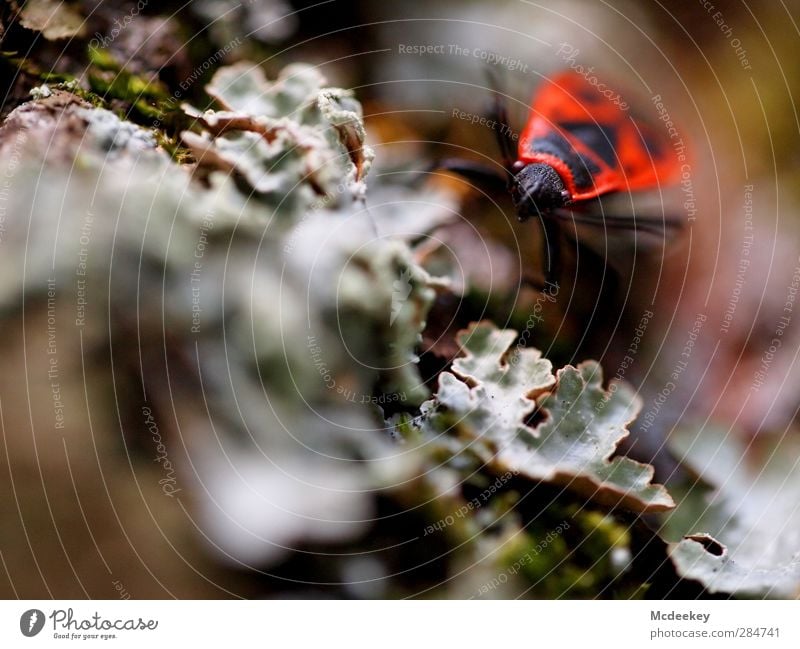 Gekrabbelt wird natürlich 1 Umwelt Natur Pflanze Herbst Moos Park Tier Wildtier Käfer authentisch braun mehrfarbig grau grün orange rosa rot schwarz weiß