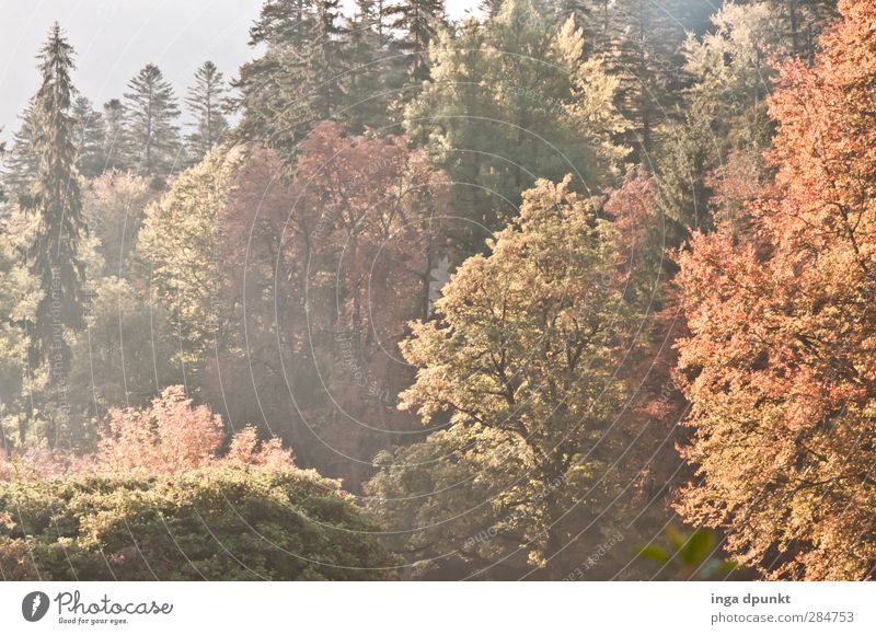 Es lichtet sich... Umwelt Natur Landschaft Pflanze Herbst Schönes Wetter Baum Wildpflanze Wald Rumänien Siebenbürgen natürlich Umweltschutz Blatt Herbstlaub