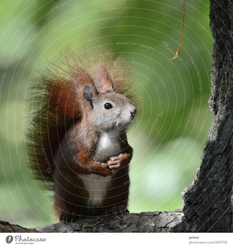 Hypnohörnchen Umwelt Natur Tier Baum Wildtier 1 braun grün Eichhörnchen Nagetiere Baumrinde niedlich sitzen stehen Farbfoto Außenaufnahme Menschenleer