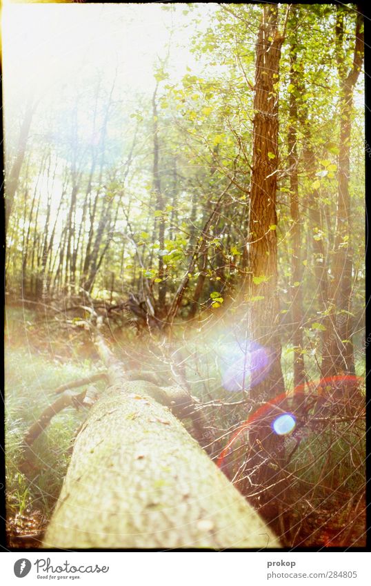 Herbstlicht Umwelt Natur Landschaft Pflanze Sonne Sonnenlicht Schönes Wetter Baum Gras Blatt Wildpflanze Wald hell natürlich retro Erholung Frieden Hoffnung