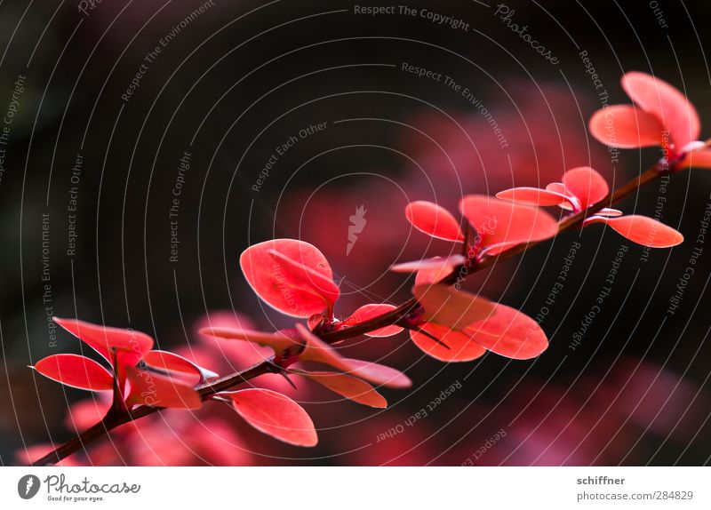 Rotfeuer Natur Pflanze Herbst Sträucher Blatt rot schwarz Dorn Dornenbusch feuerrot leuchten leuchtende Farben Zweig Pflanzenteile blättchen Herbstlaub