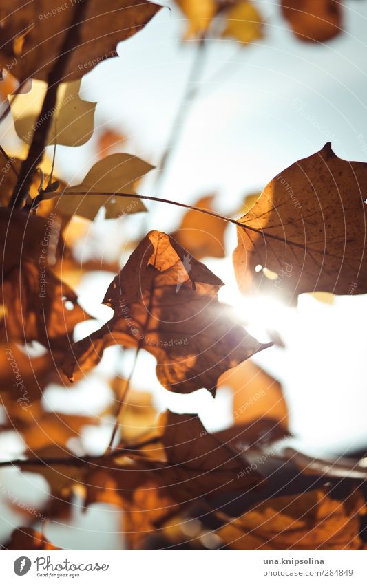 sonne hilft! Umwelt Natur Himmel Sonne Sonnenlicht Herbst Blatt Herbstlaub leuchten Wärme mehrfarbig orange Vergänglichkeit Wandel & Veränderung Farbfoto