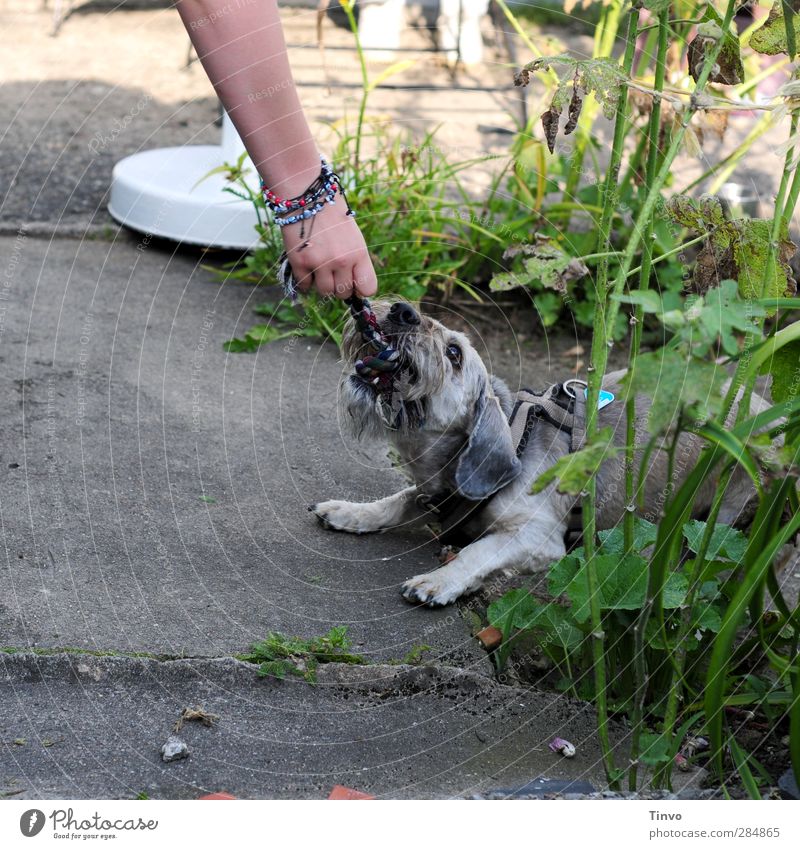 Hund, der auf Leine beißt Arme Hand Garten Tier Haustier 1 Spielen Konflikt & Streit Tauziehen toben frech rebellisch grau grün Entschlossenheit Kraft