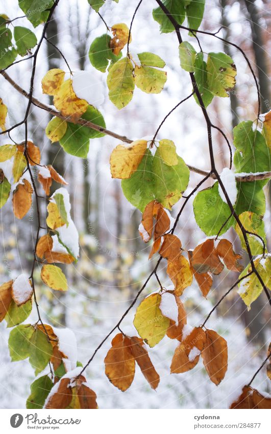 Die letzten Blätter Umwelt Natur Herbst Winter Klimawandel Wetter Eis Frost Schnee Baum Blatt Wald ästhetisch einzigartig entdecken Idylle kalt Leben ruhig